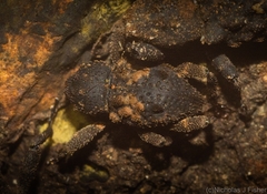 Methidrysis afflicta