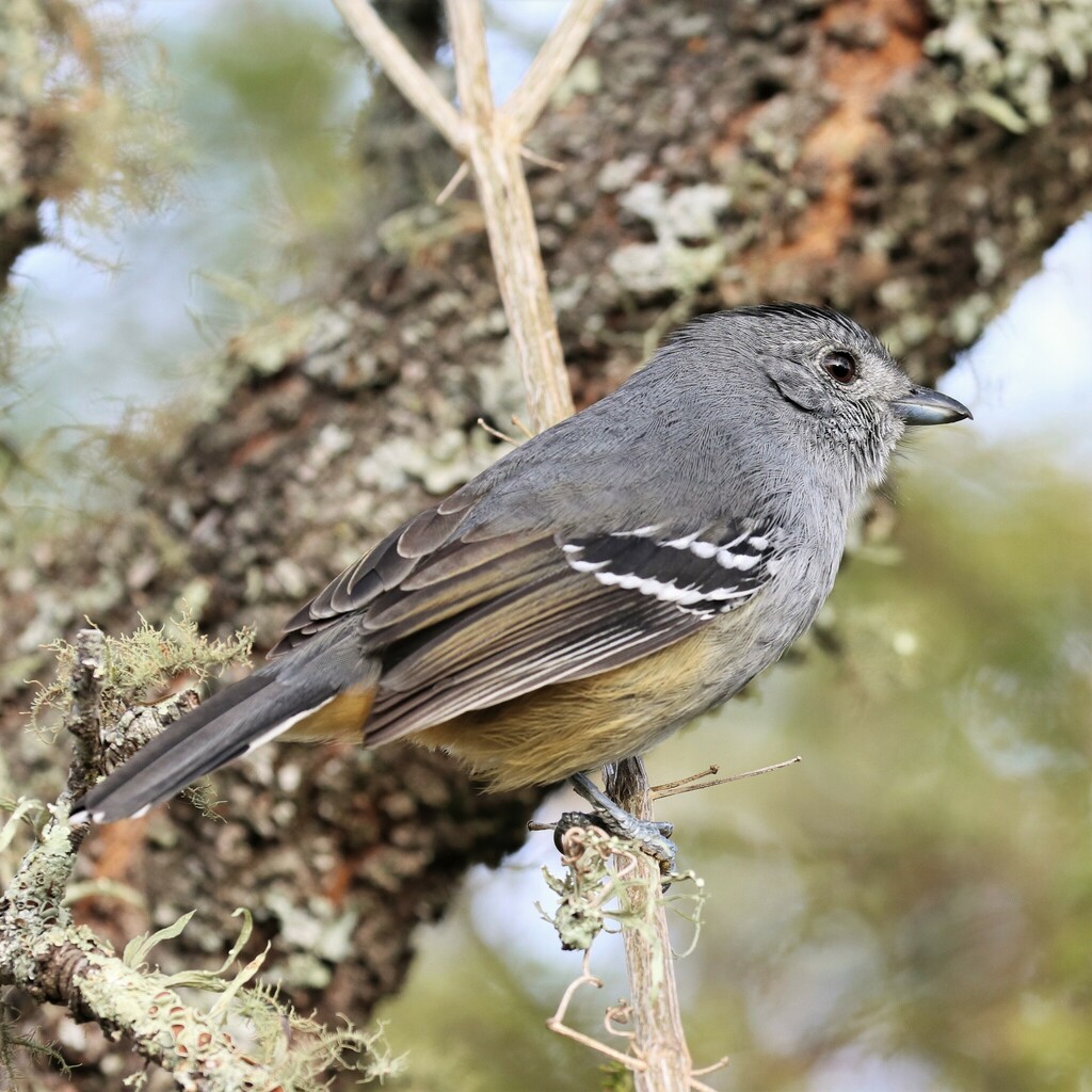 Variable Antshrike (Thamnophilus caerulescens) photo