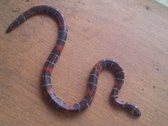 Pliocercus elapoides