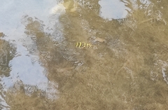 Dichotomyctere ocellatus