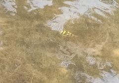 Dichotomyctere ocellatus