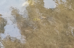 Dichotomyctere ocellatus