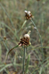 Cyperus capitatus