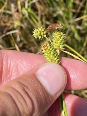 Carex extensa