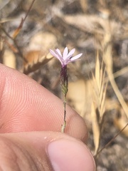 Lessingia micradenia