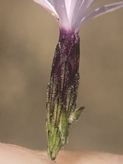 Lessingia micradenia