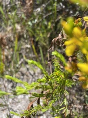 Hypericum fasciculatum