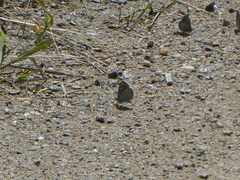Euphilotes ancilla
