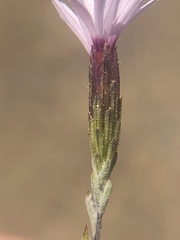 Lessingia micradenia