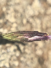 Lessingia micradenia