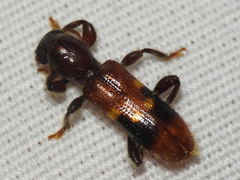 Priocera castanea
