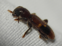 Priocera castanea