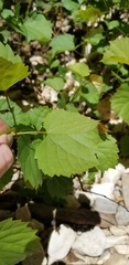 Vitis rupestris