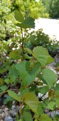 Vitis rupestris