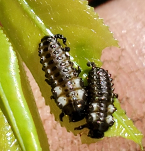 Cottonwood Leaf Beetle