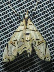 Conchylodes graphialis