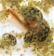 Chlamydotheca arcuata