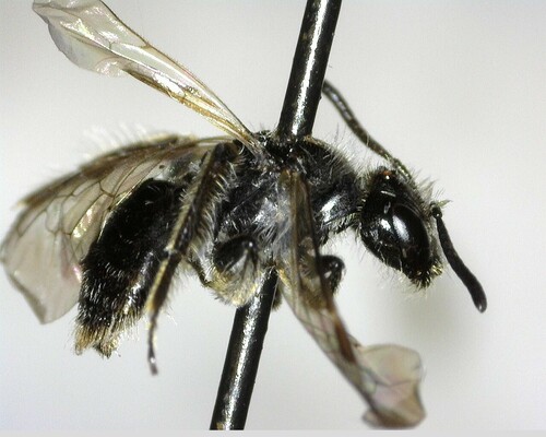 iNaturalist observation photo of Panurginus