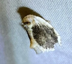 Niphopyralis chionesis