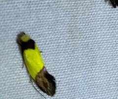 Chrysomesia lophoptera