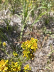 Hypericum fasciculatum