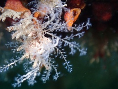 Nemalecium lighti