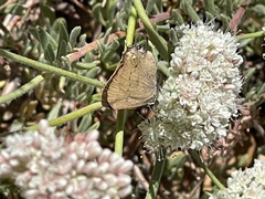 Satyrium auretorum