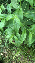 Lithospermum latifolium