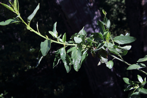 Image of Ceanothus palmeri by (c) psweet, some rights reserved (CC BY-SA)