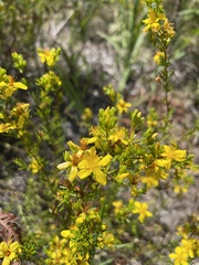 Hypericum fasciculatum