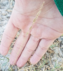 Eragrostis ciliaris