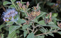 Vernonanthura squamulosa