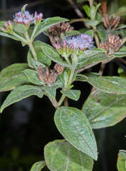 Vernonanthura squamulosa