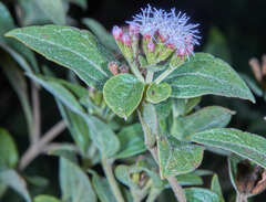 Vernonanthura squamulosa