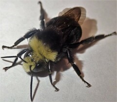 Bombus caliginosus