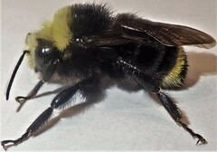 Bombus caliginosus