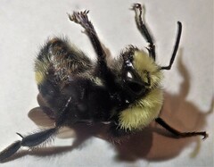 Bombus caliginosus