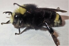 Bombus caliginosus