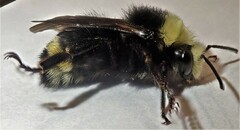 Bombus caliginosus