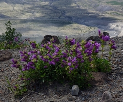Penstemon cardwellii