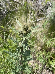 Cirsium parryi