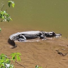 Caiman yacare