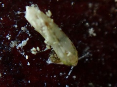 Caecum