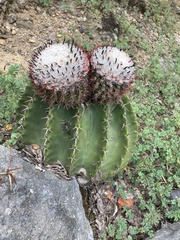 Melocactus andinus