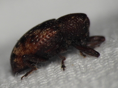 Tyloderma sphaerocarpae