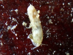 Caecum