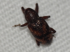 Tyloderma sphaerocarpae