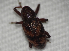 Tyloderma sphaerocarpae