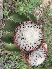 Melocactus andinus