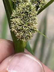 Scirpus pallidus